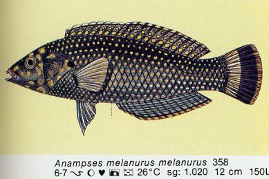 Anampses melanurus melanurus